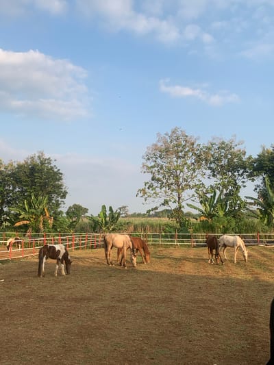 This image depicts an outdoor horse enclosure located in Botok, Indonesia, under a clear blue sky with scattered white cumulus clouds. Two small, dark avian figures are discernible against the sky in the upper right.
The background consists of a dense line of tropical vegetation, including lush green trees and broad-leaved banana plants on the left and center. Towards the center-right, two taller deciduous trees with sparser, lighter-colored foliage are prominent. Beyond the treeline, what appears to be a field of tall grasses or cultivation stretches towards the distant horizon.
A multi-sectioned barrier fence, constructed with white vertical posts and red horizontal rails, runs horizontally across the mid-ground, demarcating the horse enclosure.
The ground within the enclosure is predominantly dry, reddish-brown earth with sparse patches of green grass, suggesting a well-trodden or dry paddock.
Seven horses are visible within the enclosure, all with their heads lowered, appearing to graze. From left to right:
1. A partially visible brown and white pinto horse positioned behind the fence.
2. A prominent brown and white pinto horse, standing sideways, grazing in the left foreground.
3. A light tan or creamy-colored horse grazing towards the center.
4. Adjacent to the tan horse, a darker brown horse also grazes.
5. Further right, another brown horse is grazing.
6. A white or light grey horse is grazing towards the right side.
7. A reddish-brown horse is partially visible behind the white horse on the far right.
No human figures or specific objects other than the fence and natural environment are present in the scene.