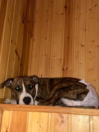 An indoor scene depicts a brindle and white Pit Bull type dog lying prone on a light-colored wooden shelf or bench. The dog's coat is predominantly dark brindle with a white chest, muzzle, and a white blaze extending between its eyes. Its eyes show a distinct greenish reflection, indicative of flash photography. A disposable white diaper, featuring small pink bone and paw print patterns, is secured around the dog's hindquarters. The dog's head is resting on its front paws, and it is looking directly at the camera. The background consists entirely of vertical light brown wooden tongue-and-groove paneling, forming the walls and an interior corner of the room. The specific city location of 3-Y Uchastok, Russia, cannot be determined from the visual information in the image.