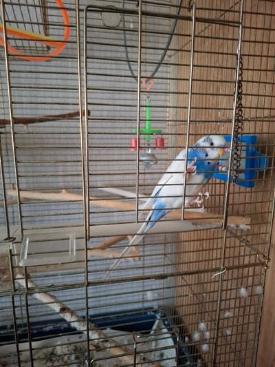 Two budgerigars are in a cage. One budgerigar is white with blue markings on its wings and tail. The other budgerigar is mostly white with some blue markings. Both birds have yellow beaks and black eyes. They are perched on a wooden dowel. The cage is made of metal bars and has a blue plastic feeder attached to the side. There are some toys hanging in the cage. The background of the image is a blurred image of a wall. The location of Jitiqara, Kazakhstan is not discernible from the image.