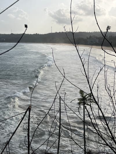 This is a photograph of a coastal scene in Talalla, Sri Lanka. In the foreground, dark, bare tree branches are silhouetted against the frame, creating a naturalistic vignette. A single palm tree is visible behind the branches, its fronds catching the light. The middle ground features a beach with gentle waves rolling onto the shore. In the background, a tree-covered hillside rises, with a few buildings visible amongst the foliage. The sky is overcast with scattered clouds. The overall impression is a tranquil, natural landscape.
