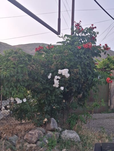 In Vernashen, Armenia, a lush green bush with red and white flowers is in full bloom. The bush is situated in a garden or yard, with a rustic metal fence and rocks in the foreground. The background shows a dry, hilly landscape under a hazy sky, with power lines and poles running overhead. The overall scene evokes a sense of natural beauty and rural charm.