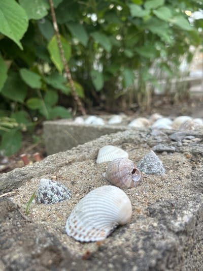 A close-up, low-angle shot showcases a textured, sandy surface with several seashells scattered across it. In the foreground, a large, white, ribbed seashell is prominent, positioned at an angle. To its left, a smaller, dark-speckled seashell with a rough texture is visible. Behind these, a round, brown seashell with an opening is partially visible, and next to it, a small, conical, grey-and-white striped seashell stands upright. Further back, a line of white seashells is arranged on a concrete surface. The background is a blur of green foliage and a hint of a concrete structure, suggesting an outdoor setting. The image is devoid of any human presence or activity. The scene appears to be located in Salmanovo, Bulgaria, though no specific landmarks confirm this.