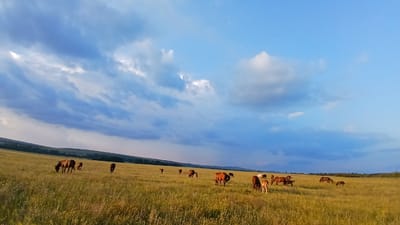 A herd of horses grazes in a vast, sunlit meadow under a dramatic sky filled with blue and grey clouds. The meadow is covered in golden and green grasses, with some wildflowers visible. The horses are scattered across the field, with some grazing and others standing still. In the distance, rolling hills form the horizon. The scene appears to be a rural landscape, likely in or near Nadezhdenka, Russia, given the context. The light suggests either early morning or late afternoon. There are no people visible in the image.