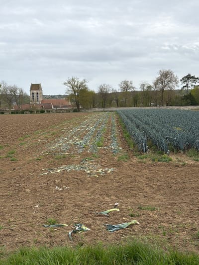 The image depicts a rural scene in Auvers-sur-Oise, France. A field of leeks stretches into the distance. Some leeks have been harvested and left on the ground. Beside the field there is grass and plowed earth. In the background, a church tower is visible among trees. The sky is overcast.
