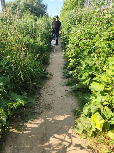 A person wearing a black t-shirt, blue jeans, and a black baseball cap is walking on a dirt path. They are holding a leash attached to a white dog that is walking beside them. The path is bordered by lush green vegetation, including tall grasses and large-leafed plants. In the background, trees can be seen, and beyond them, a building with multiple windows is visible. The scene appears to be outdoors on a sunny day, casting shadows on the path. The image is oriented vertically.