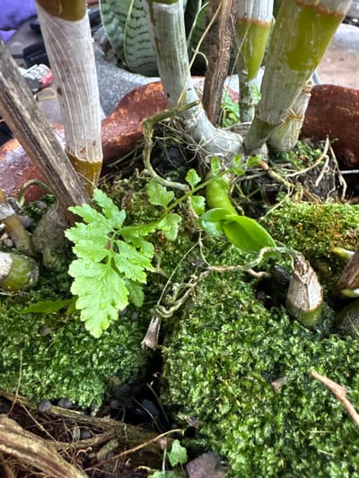 This high-angle close-up image depicts a cultivated plant arrangement situated in Ban Paem Bok, Thailand. The scene is dominated by a dense, bright green moss layer that covers the majority of the substrate, with numerous small water droplets visible on its surface. Emerging from the moss are several grey-green, segmented plant pseudobulbs, consistent with orchids, some displaying a brownish-yellow base. A distinct light green fern-like plant with intricately divided fronds, also bearing water droplets, is prominently located in the lower-left quadrant. Light brown, fibrous roots intertwine throughout the moss and around the plant bases. The plants are contained within a reddish-brown, terracotta-textured pot, the rim and interior edge of which are partially visible along the upper-left, upper-right, and mid-right sides. In the blurred background, sections of a striped green plant, likely a Sansevieria, are discernible within a grey planter, accompanied by indistinct grey stone elements. No human subjects or animals are present.