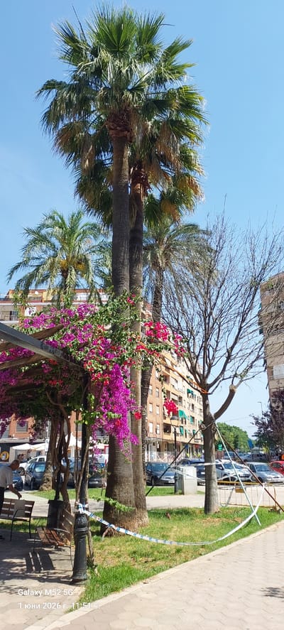 The image shows a street scene in Canals, Spain, with several tall palm trees dominating the view. One tree is covered in vibrant purple bougainvillea flowers. Another tree behind the palms is bare, without leaves. Behind the trees, apartment buildings are visible. A section of the sidewalk is bordered by grass, where white and blue striped tape is attached to one of the palm trees, possibly indicating a restricted area. A bench sits near the base of the trees, and a man is sitting on the bench wearing a blue shirt. Cars are parked along the street, and there is a street lamp post next to the bench. The sky above is clear and blue. The date and time "1 June 2026, 11:51 ч." are superimposed on the bottom right corner of the image.