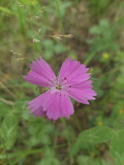 This media file is a close-up, vertical shot of a single, vibrant pink flower with five notched petals. The flower is centered in the frame, with its petals fanning outwards. Small, dark spots are visible on the petals, and the center of the flower reveals delicate stamen. The flower is in focus, while the background is softly blurred, creating a shallow depth of field.
The background consists of lush green foliage and blades of grass, with some dried grass stalks also visible, suggesting a natural, outdoor setting. The lighting appears to be natural daylight, with no harsh shadows, implying it could be daytime on a cloudy day or during the softer light of early morning or late afternoon. There are no people or animals present. The scene evokes a sense of tranquility and the beauty of nature.
The location context provided is Chebarkul', Russia. This information, combined with the flora, might suggest a temperate climate. There is no visible text in the image. The overall impression is a peaceful, unadorned depiction of a wild flower in its natural habitat.