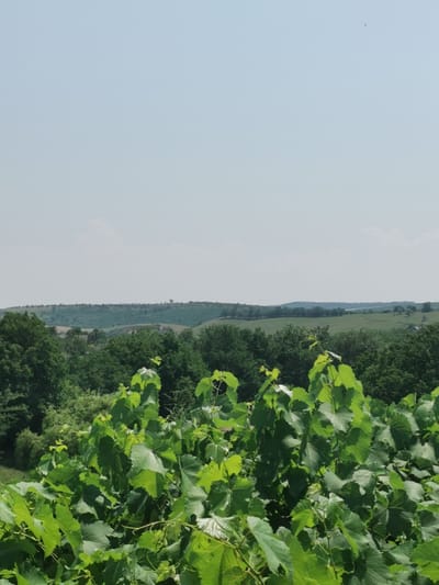 The image shows a wide landscape view with a clear sky. In the foreground, lush green vines with large leaves are prominent. Behind the vines, a dense forest of green trees stretches across the mid-ground. The background features rolling hills covered in vegetation, with a lighter green hue, possibly fields or meadows. The overall scene depicts a rural or semi-rural environment, consistent with the location in Carbuna, Moldova, which is known for its vineyards and hilly terrain. No people or specific actions are visible.