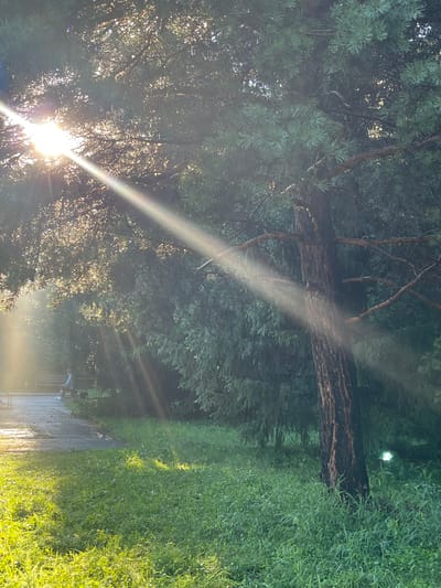 The image depicts a sunlit scene in a park-like environment, possibly in Karagaiskii, Russia, characterized by lush green grass and dense trees. Sunlight streams through the branches of a large tree in the foreground, creating visible rays that illuminate the scene and create a dappled light effect on the grass. The tree, with its dark, textured bark, stands prominently on the right side of the frame. In the background, a paved pathway is visible, with a person sitting on a wooden bench. The overall atmosphere is serene, with the natural light playing a significant role in the visual composition.