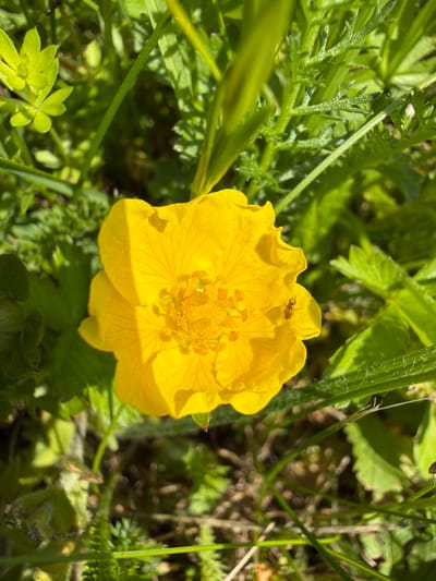 A close-up, high-angle shot captures a vibrant yellow flower in full bloom, surrounded by lush green foliage. The flower, with its delicate petals and a center filled with stamens, is the clear focal point. A small insect, possibly a fly or a hoverfly, rests on one of the petals. The surrounding leaves are diverse in shape and texture, some smooth and broad, others finely dissected, all contributing to a natural, overgrown environment. The lighting suggests a sunny day, with shadows cast across the flower and leaves, highlighting the textures and details. The scene appears to be an outdoor natural setting, likely a garden or a wild patch of greenery, in Strzyżowice, Poland.