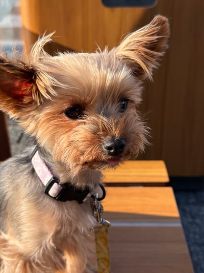 A close-up, eye-level shot focuses on a small Yorkshire Terrier sitting outdoors on a wooden bench. The dog, facing right with its head slightly tilted, has tan fur on its face and ears, with darker gray fur on its body. A light pink and white patterned collar is visible around its neck. The dog's tongue is slightly extended, and its ears are perked up. The background consists of a blurred wooden structure and possibly a wall, with warm, natural lighting suggesting it's daytime. There is no indication of the location being Sięganów, Poland, or any specific city.