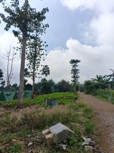 The scene depicts a rural landscape in Man Gyat, Myanmar, under an overcast sky with prominent white and grey clouds. In the immediate foreground, a fractured, light-colored concrete block rests on an uneven patch of dry grass, weeds, and loose soil, with scattered white debris visible near its base.
To the left of a central dirt and gravel path, a cultivated field extends, densely planted with low-lying green crops. Two dark green metal barrels are positioned within this cultivated area. Further left, beyond the field, a series of identical green-roofed structures, resembling A-frame cabins or shelters, are arranged in a row.
Tall, slender trees with sparse green foliage and light-colored trunks punctuate the left side of the midground, standing between the foreground and the cultivated field/structures. The unpaved dirt and gravel path, light brown in color, extends from the right foreground into the distance, curving gently towards the left.
The background consists of dense green foliage and a treeline, with a mix of coniferous and broadleaf trees. The path recedes into this verdant environment. No human figures are present in the depicted scene, nor are any active interactions or specific actions observed.