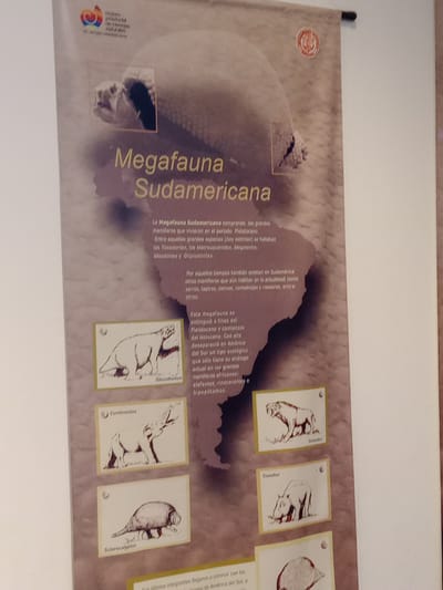 This image captures a vertical banner displayed indoors, likely in a museum or educational exhibition in Villa Carlos Paz, Argentina. The banner's central theme is "Megafauna Sudamericana" (South American Megafauna).
The main subject is a large, brown-toned banner featuring a silhouette of South America as its background. Overlaid on this map are various illustrations of extinct megafauna from the region, depicted in a sketch-like style with red outlines. Prominently displayed animal names include "Toxodon," "Seladon" (likely Smilodon given the illustration), "Glosetherium," "Cuvieronlus," and "Sclerocalyptus."
The banner contains Spanish text providing information about these ancient creatures. It explains that the South American megafauna comprises large mammals from the Pleistocene period, including Toxodonts, Macraucheniids, Megatheriums, Mylodonts, and Glyptodonts. The text also notes that some mammals, such as foxes, tapirs, deer, weasels, and rodents, still exist today. It details the extinction of this megafauna at the end of the Pleistocene and beginning of the Holocene, highlighting that its ecological niche in South America is now only comparable to large African mammals like elephants, rhinoceroses, and hippopotamuses. A partial sentence mentions the last members coexisting with humans in South America.
The banner is well-lit, suggesting an intentional display setup. A small, circular logo is visible in the top-left corner, though its details are not legible. The overall impression is an informative and visually engaging display dedicated to prehistoric life on the South American continent.