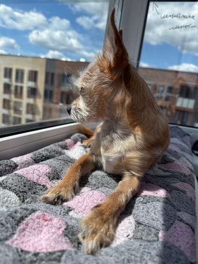 A small, tan-colored dog with pointy ears and shaggy fur is resting on a patterned blanket. The dog is lying on its side, with its head down and eyes closed, suggesting it is asleep or resting. The blanket has a geometric pattern of pink, gray, and black diamond shapes.

The dog is positioned on what appears to be a windowsill, as indicated by the window frame to the left and the view outside. Through the window, we see a bright blue sky with fluffy white clouds. In the background, there are buildings with visible windows, suggesting an urban or suburban setting. The sunlight is strong, casting shadows on the dog and the blanket, and highlighting the textures of the fur and fabric.

On the window itself, there is some faint handwriting. The text is in Russian and appears to be a note or inscription, though it is difficult to read clearly in the image.

The scene conveys a sense of peace and relaxation, with the dog enjoying a sunny spot. The time of day appears to be daytime, likely late morning or afternoon, given the bright sunlight and clear sky. The location is specified as Laikovo, Russia.