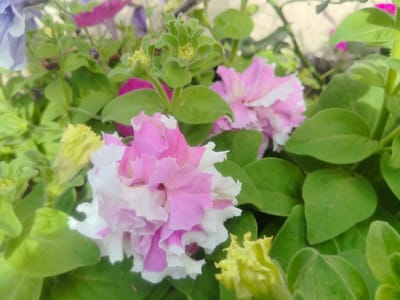 A close-up, eye-level shot captures a cluster of petunias in bloom, with a shallow depth of field rendering the background soft and out of focus. The foreground is dominated by a vibrant, multi-layered petunia with ruffled petals, predominantly white with streaks and edges of bright pink. To its left, a pale yellow, unopened bud of a similar flower is visible, also with a slightly fuzzy texture. Behind these, the image reveals more blooms and buds in shades of pink, purple, and a soft lavender, interspersed with lush, green foliage. Some of the leaves appear fuzzy, indicative of their petunia nature. The lighting suggests a bright, possibly sunny day, illuminating the colors and textures of the flowers. The overall impression is one of natural beauty and abundant floral growth. The location of this image is the city of Kashino, Russia.