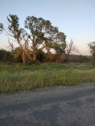 The image depicts a rural landscape, likely in Zherebkove, Ukraine, at dusk or dawn. A gravel road occupies the lower portion of the frame, with a grassy field stretching out behind it. The field is populated with tall grasses and scattered wildflowers, predominantly yellow and purple. In the midground, a cluster of trees stands out. The central tree is large and leafy, with a gnarled, bare branch structure visible through its foliage. To its left, another tree with more leaves, and to its right, a smaller, bare tree. The background consists of a dense line of vegetation and the pale sky, suggesting the transition between day and night. The overall scene conveys a sense of natural tranquility.