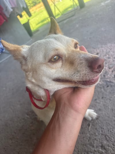 A close-up, slightly angled view captures a light-colored dog being held. The dog has a pink nose, light fur, and a red collar. A human hand is cradling the dog's head. The background shows a concrete surface and a hint of a window. The location appears to be Septemvritsi, Bulgaria.