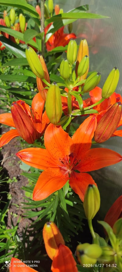 The image shows an outdoor scene with bright orange lilies in various stages of bloom. Several lily buds, which are a light green color, are clustered around the larger, fully opened orange lilies. The flowers are surrounded by lush green foliage and are likely growing in a garden setting. In the background, a translucent greenhouse-like structure is visible, casting a shadow on the plants. The lower portion of the image contains a watermark indicating "REDMI NOTE 9 PRO AI QUAD CAMERA" and a date stamp "2026/6/27 14:52". The overall impression is a vibrant and sunny day, with the lilies being the primary focus. The location is identified as Ülgase, Estonia.