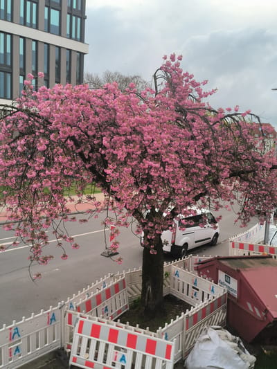 The image shows a cherry tree in full bloom with pink flowers. The tree is located on a street in the city of Münster, Germany, based on the "Kellermann" branding on the nearby construction container. The tree is surrounded by a square fence for protection. A white van is driving on the road behind the tree. A modern building with dark-framed windows is visible in the background on the left. The sky is overcast. Construction barriers are present around the tree. There are no people visible. The red container and a bag of garbage are adjacent to the tree.