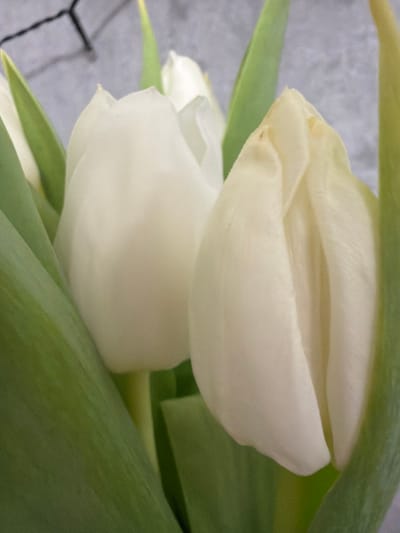 The scene depicts a close-up of a bouquet of white tulips, located in Ковалёво, Russia. No people are present. The primary subjects are three white tulip flowers and their green foliage. Two prominent tulip buds, a lighter white one on the left and a slightly cream-toned one on the right, are in the foreground, partially unfurled. Their petals are smooth, with minor, faint brown flecks visible on the tips of some petals. Surrounding the flowers are multiple broad, vibrant green leaves. In the soft-focus background, a light grey, textured surface is visible, possibly a wall. A faint dark, thin, linear element is discernable in the upper left background. No actions or interactions are occurring. The environment appears to be an indoor setting with diffused lighting.