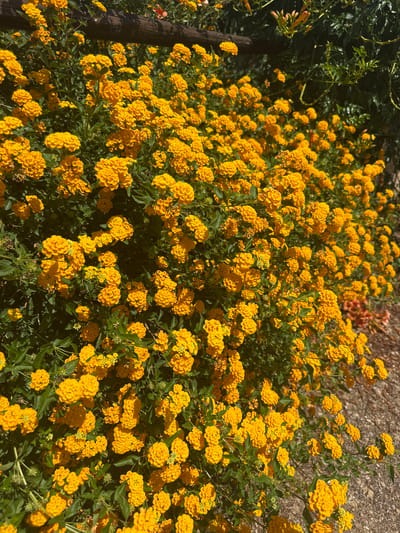A dense bush of vibrant yellow Lantana flowers is in full bloom. The flowers are small and clustered together, forming spherical flower heads. Green foliage is visible throughout the bush, providing a contrast to the bright yellow blooms. In the upper left corner, a weathered wooden fence runs horizontally across the frame. Behind the Lantana bush, to the right, dark green leafy branches of another plant are visible. The ground beneath the bush appears to be covered with gravel and loose soil. The image is captured in a sunny outdoor environment, suggesting it is daytime. There are no people or animals visible in the scene. This scene could be located in a garden or a natural landscape within Biddeputzi/Villaputzu, Italy, given the climate suitability for Lantana cultivation.