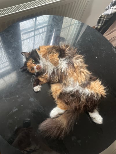 A calico cat is lying on its back on a round, black, reflective table. The cat has long, fluffy fur in patches of orange, black, and white. Its paws are extended, and its belly is exposed. The cat's head is turned towards the camera, and it has green eyes and white whiskers. The table surface is slightly dusty and shows reflections of a window with blinds and what appears to be a radiator. The overall lighting suggests daytime, likely indoors. In the background, out of focus, are some items of clothing hanging, one with a black and white plaid pattern. The scene appears to be a domestic indoor setting. The cat's posture and direct gaze could be interpreted as relaxed and playful, or perhaps seeking attention. There is no visible text in the image.