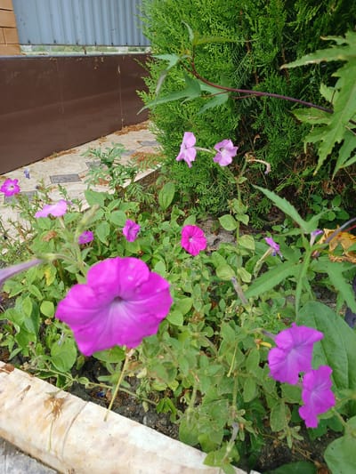 The image displays a close-up of pink petunias growing in a garden bed. The flowers are in various stages of bloom, with some fully open and others still buds. The leaves are green and lush, and the soil appears to be dark and rich. In the background, a brown wooden fence and a green evergreen hedge are visible. The scene is likely a residential garden in Novaya Kosa, Russia, given the presence of petunias, which are commonly grown in gardens in that region. The overall impression is one of natural beauty and tranquility.