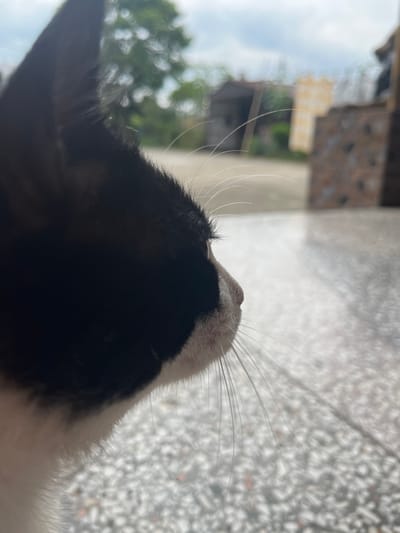 A close-up, side profile shot focuses on the head of a black and white cat. The cat's fur is predominantly black on its head, with a white muzzle and chin. Its right eye is visible, appearing to look intently into the distance. Long, white whiskers extend from its muzzle. The background is blurred, showing an outdoor scene with a cloudy sky, greenery, and structures suggestive of a residential area. The ground beneath the cat appears to be paved with small, light-colored stones. The image was taken in the KhRMagelis Temi community of Georgia.