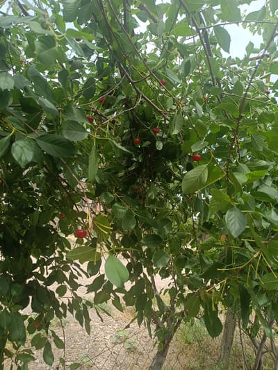 The image displays a close-up view of a cherry tree branch laden with green leaves and several ripe red cherries. The branches are thin and dark, with a network of leaves creating a dense canopy. A few cherries are visible, hanging from slender stems. The background shows a blurred scene of dry ground covered with gravel and sparse vegetation, indicating an outdoor environment. The sky is visible through the leaves as a light, overcast blue. A wire fence is partially visible in the lower right corner of the image. The scene is characteristic of a rural or semi-rural setting, potentially a garden or orchard.