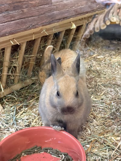 A brown rabbit lies in a pen filled with hay. The rabbit is next to a red bowl, which appears to contain excrement. A wooden structure is in the background. The location is Villebon-sur-Yvette, France.