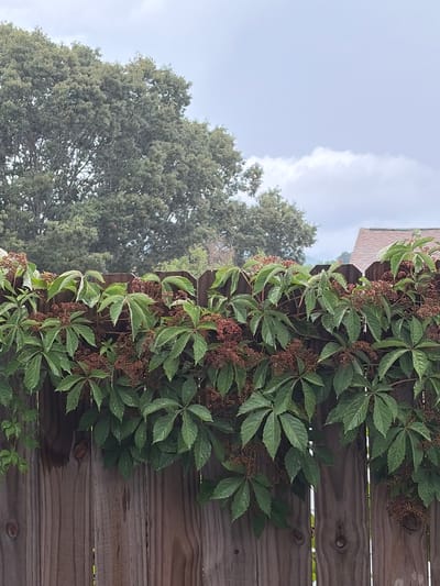 The image depicts a wooden fence in Asheville, United States of America, partially obscured by a thick growth of leafy green vines adorned with small, dark red clusters. In the background, a large, mature tree with dense foliage is visible, and beyond that, the silhouette of a building with a reddish-brown roof can be seen against a cloudy sky. The fence itself is constructed from vertical wooden planks. The overall impression is a natural, somewhat overgrown scene, possibly a backyard or garden area.