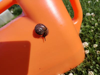 A close-up shot shows a snail on an orange plastic surface, possibly a watering can. The snail, with its brown, coiled shell, is positioned slightly to the left of the frame. Its body extends out, with two antennae visible. The orange surface is smooth and appears to be in direct sunlight, casting a shadow to the lower left. In the background, out of focus, is green grass dotted with small white flowers, suggesting an outdoor setting. The scene is not specific to Vladimirovka, Russia, or any identifiable urban location; it depicts a natural or domestic outdoor environment. There are no people or any other identifying features present.