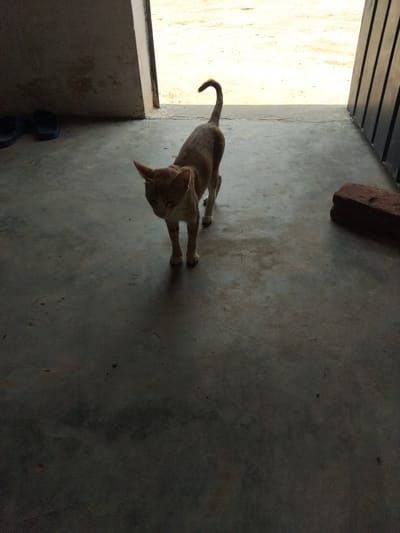 A domestic shorthair cat stands on a concrete floor in what appears to be a doorway or entrance. The cat is light brown and facing the viewer with its head slightly tilted. It is illuminated by light coming from the background, which suggests it is daytime. The environment is dimly lit, with shadows cast on the floor. To the left, there are two dark-colored flip-flops. To the right, a red brick lies on the ground. The background is bright and out of focus, with vertical dark structures on the far right. The overall setting appears to be an outdoor or semi-outdoor space, possibly a residential or commercial building entrance.