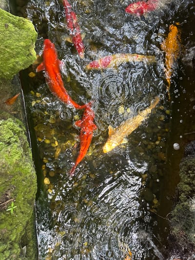The image shows a top-down view of a pond filled with koi fish. Several koi, primarily in shades of orange, red, and yellow, are swimming in the murky water. The pond bed is visible with smooth, round pebbles. Ripples on the water's surface suggest recent activity, possibly from rain or the fish swimming.

On the edges of the pond, moss-covered rocks and some fallen leaves are visible, indicating an outdoor, natural setting. The lighting suggests it could be daytime, with diffused light rather than direct sunlight. The presence of koi and the naturalistic pond edge point towards a garden pond or a similar water feature. The location context of Prachuap Khiri Khan, Thailand, suggests a tropical or subtropical environment, which aligns with the lush moss and the type of pond. No people are visible in the image. There is no visible text.