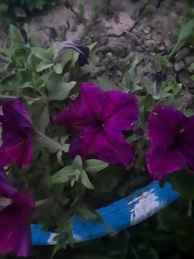 A close-up, slightly out-of-focus shot features several deep purple petunia flowers and green foliage against a background of dark soil. A strip of blue and white painted material runs horizontally across the lower portion of the frame. The scene appears to be outdoors, possibly in a garden or flower bed, in Kiblych, Ukraine. There are no people or discernible actions in the image.