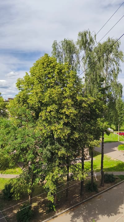 This image captures a scene with lush green trees in the foreground, their leaves illuminated by sunlight. The trees appear to be a mix of deciduous types, with one large, full tree dominating the left and center, and taller, more slender trees with lighter bark on the right, possibly birches. In the background, there are hints of buildings, a paved road, and a patch of green lawn. A red car is visible in the distance on the right. Overhead, several power lines stretch across the frame, silhouetted against a sky filled with white, puffy clouds. The overall impression is of a sunny day, likely during late spring or summer, given the vibrant foliage. The setting appears to be a residential area or a park within a town, with shadows cast on the ground suggesting a midday or afternoon time. There are no people or animals visible, and no text is present. The scene is peaceful and natural, with a touch of urban infrastructure from the power lines and buildings.