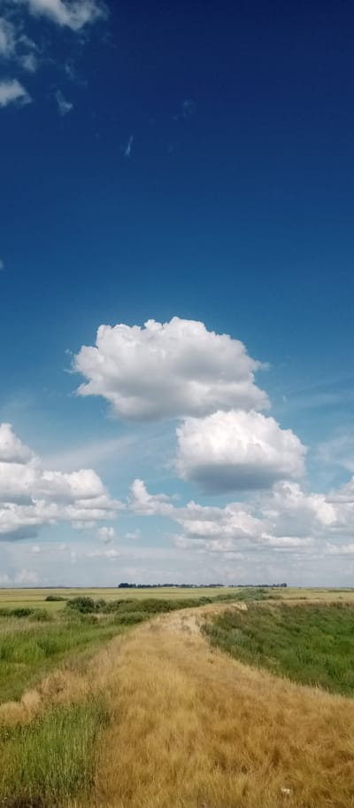 This is a vertical, medium-shot photograph of a bright, sunny day with a vast expanse of blue sky and scattered white clouds. The sky occupies the top two-thirds of the frame, with fluffy, cumulus clouds forming in the middle ground, casting soft shadows. The bottom third of the image depicts a rural landscape. A dirt path, highlighted by dry, golden grass, winds through fields of green and yellow vegetation. The path appears to be a well-worn trail, possibly a dike or a levee, separating two grassy areas. In the distance, a low, tree-lined horizon stretches across the frame, with a few small buildings faintly visible. The overall impression is one of a peaceful, open, and natural setting under a clear, summer sky. The scene suggests a warm, possibly late morning or early afternoon, given the bright sunlight and the presence of fluffy clouds, which often form in fair weather. The location appears to be a flat, grassy plain, consistent with the landscape of Marinovka, Kazakhstan. No people, objects, or text are visible in the photograph.