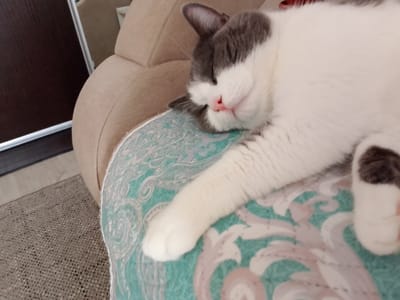 A grey and white cat is sleeping on a couch with a patterned blanket. The cat's eyes are closed, and its nose is pink. The couch is a neutral color, and the blanket has a teal and white paisley pattern. The background of the image shows a dark brown door and a grey carpet. The overall scene suggests a comfortable and relaxed atmosphere, likely indoors, perhaps in a home. The cat appears to be at peace, enjoying a nap. There is no visible text in the image. The location context of Nefteyugansk, Russia does not provide specific visual cues within the image itself.