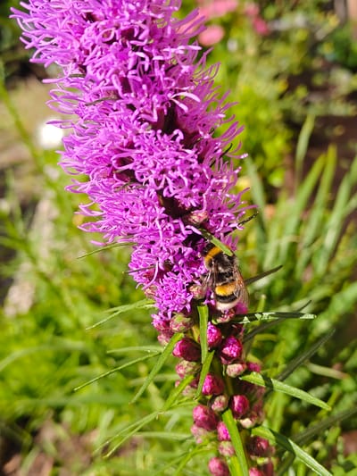 A bumblebee, with black and yellow stripes, is perched on a vibrant pink flower spike. The flower has numerous thin petals and some unopened buds at the bottom. The background is blurred green foliage, suggesting an outdoor setting. The image was taken in Nieuw-Vennep, Netherlands.