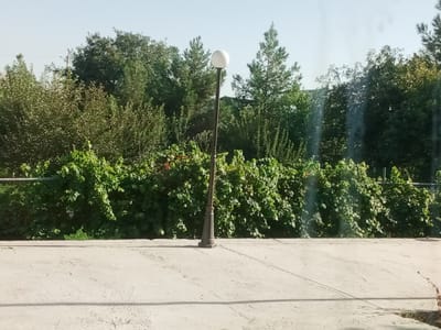 The image shows an outdoor scene with a lamppost in the foreground, positioned on a concrete surface. Behind the lamppost, there is a dense hedge of green foliage. In the background, a variety of trees are visible under a clear, pale sky. The overall setting appears to be a park or a garden area in the city of Karaganda, Uzbekistan. There are no people or animals present in the image. The light suggests it is daytime.