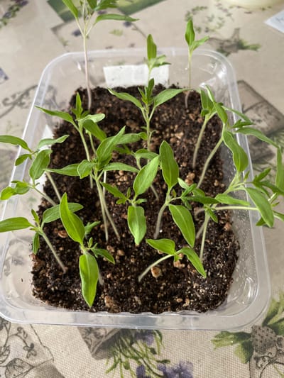 A top-down shot shows a clear plastic container filled with dark soil, in which numerous small green tomato seedlings are growing. The container rests on a patterned tablecloth with floral designs in shades of green, purple, and beige. The scene appears to be indoors, potentially on a table or countertop. There is no explicit information about the location being in Лесной Пейзаж Кп (шарапово, Russia) in the provided image. The primary subjects are the tomato seedlings and the container holding them.