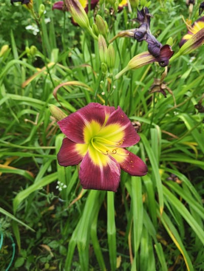 A close-up, high-angle, outdoor, daytime shot focuses on a vibrant, deep burgundy and yellow daylily in the foreground. The flower is in full bloom, with six ruffled petals displaying a gradient from dark burgundy on the outer edges to a bright, almost lime green-yellow center. The stamens, tipped with yellow pollen, are prominent. To the left and behind the main flower, a pale green bud is visible, partially obscured by the bloom. The background is a lush, green blur of foliage, composed of the long, slender leaves characteristic of daylilies, as well as some out-of-focus, dark purple, withered flowers and buds higher up and to the right. Small, delicate white flowers are scattered sparsely among the green leaves. The ground below is covered with dark soil and a scattering of fallen leaves and a hint of a light green metal garden stake. The overall impression is one of a flourishing garden in Unarokovo, Russia, bathed in natural light, highlighting the intricate details of the central bloom.