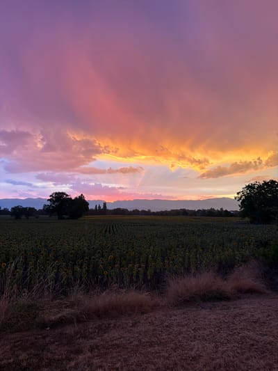 A field of sunflowers stretches towards a distant tree line under a vibrant sunset sky. The sky displays a gradient of colors, from soft purple and pink hues near the top to bright orange and yellow streaks where the sun is setting. Clouds are scattered across the sky, catching the light and adding depth to the scene. In the middle ground, several trees stand silhouetted against the horizon, with the sunflower field in the foreground. The ground in the immediate foreground is covered in dry grass and soil. The image was captured in the commune of Veigy-Foncenex, France.