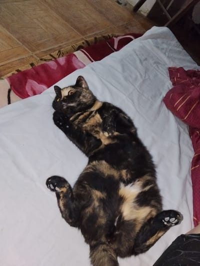 A tortoiseshell cat is lying on its back on a white surface, possibly a bed or couch. The cat has patches of black, brown, and tan fur, with bright yellow eyes. Its paws are splayed out, and its body is relaxed. The background consists of a tiled floor and some red and white fabric. The image is taken from a high angle, looking down at the cat. There is no information in the image to suggest a location in Dagestanskiye Ogni, Russia.