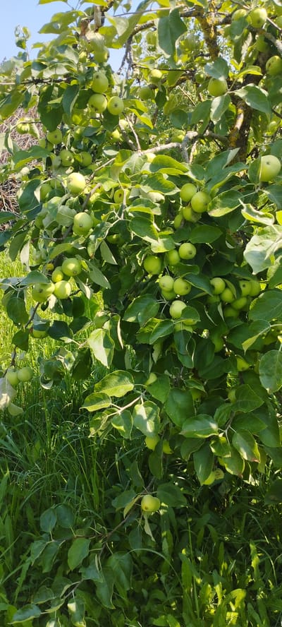 The image shows a close-up of a tree branch laden with green apples. The apples are small and round, and they are clustered together on the branch amidst lush green leaves. The tree is in full foliage, suggesting it is either spring or summer. The background is filled with more greenery, possibly grass or other foliage, indicating an outdoor setting. Sunlight appears to be filtering through the leaves, casting dappled shadows. The overall impression is one of a natural, perhaps rural, environment. The image is taken from a slightly low angle, looking up at the branch. There are no people or animals visible in the image. The color palette is dominated by various shades of green and the light green of the apples. The image is focused on the apples and the branch, with the background slightly blurred.