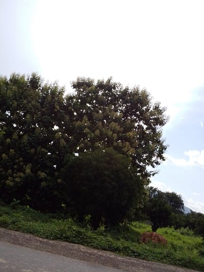 The image depicts a natural scene, likely in Goje, Nigeria. In the foreground, a paved road runs diagonally from the bottom left corner upwards and to the right. The road has a gravelly texture. To the right of the road, a dense green embankment is covered with various types of vegetation, including low-lying plants and taller bushes. A cluster of reddish-brown, rough-textured material, possibly dried leaves or soil clumps, rests on the vegetation. Beyond the embankment, a large tree with lush green foliage dominates the center and left of the frame. The tree is adorned with clusters of light-colored flowers or seed pods. Behind this central tree, more dense foliage and trees are visible, forming a layered backdrop. In the upper right portion of the image, the sky is a pale blue with scattered white clouds. The overall impression is one of a rural or natural landscape, possibly on the outskirts of Goje, Nigeria.