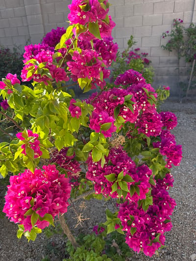 A vibrant pink bougainvillea plant is in full bloom, its clusters of brightly colored bracts and small white flowers contrasting with its lush green leaves. The plant is positioned in front of a light gray cinder block wall, which appears to be a fence or the side of a building. The ground beneath and around the plant is covered in small, light-colored gravel. In the background, further bougainvillea plants with purple and pink blooms are visible, along with some greenery. The lighting suggests it is daytime, with sunlight illuminating the scene, casting subtle shadows. The overall impression is that of a well-maintained outdoor space, likely a residential or commercial area in Phoenix, Arizona, given the arid climate plants like bougainvillea thrive in and the common use of cinder block construction. There are no people or animals visible in the image.