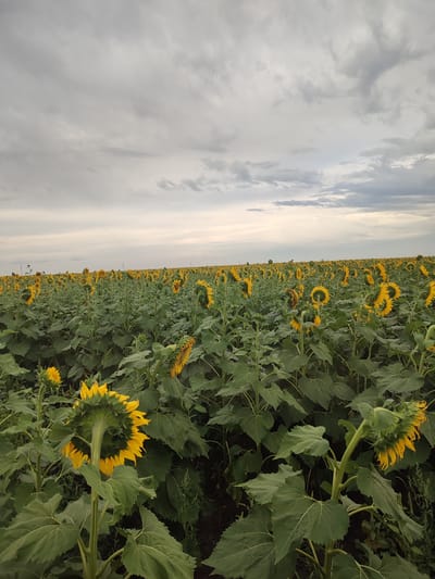 An overcast sky with light gray and white clouds hangs over a vast field of sunflowers in bloom, located in the rural area of Baishuaq, Kazakhstan. The sunflowers, predominantly yellow with green stems and large leaves, are densely planted and stretch towards the horizon. Some of the sunflowers are facing away from the camera, showing their backs, while others are turned towards the viewer. The overall lighting suggests it is either early morning or late afternoon. There are no people or animals visible in the image. The environment is natural and agricultural, with the focus being solely on the expansive sunflower field under a cloudy sky.