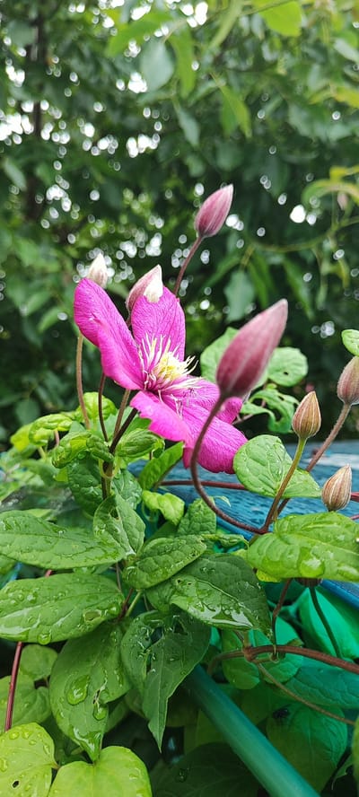 The image shows a close-up of a pink clematis flower with several buds. The flower is in bloom, with its petals spread open, revealing a yellow center. The buds are a deep pink color and are tightly closed. The plant is growing on a blue structure, and the leaves are a vibrant green and appear to be wet, suggesting it has rained recently. The background is a soft blur of green foliage and bokeh lights. The scene is set in a garden. The location is Лёзненскі сельскі Савет, Belarus.